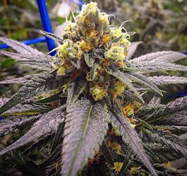 Loud Seeds 8 Mile Regular