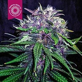 Tropical Seeds Red Afro Feminised