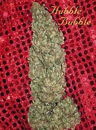 Mandala Seeds Hubble Bubble Feminized
