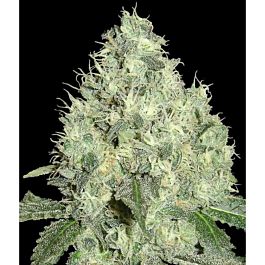 DNA Genetics Limited Collection 91 Krypt Regular Seed