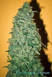 Mandala Seeds California Dream Feminized