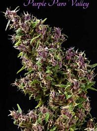 Mandala Seeds Purple Paro Feminized