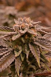 TGA SubCool Genetics 9 Pound Hammer Regular