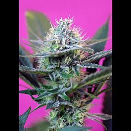 Sweet Seeds Speed + Auto Feminised