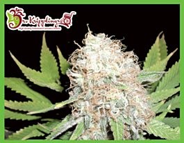 Dr Krippling Bud Bud Bling Tingz Feminized