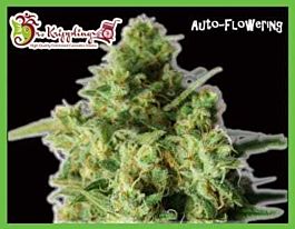 Dr Krippling Bulk Smash Auto Feminized