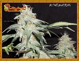 Dr Krippling Pickled Diesel Auto Feminized