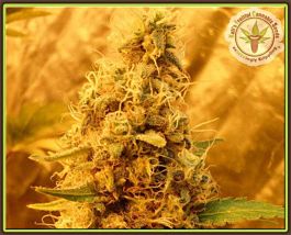 Kalis Fruitful Jack Mist Tree Feminized