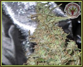 Kalis Fruitful Melon Kali Feminized