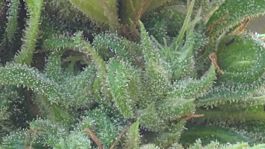 Freedom of Seeds A Little Kushy Auto Feminized