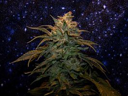 Bodhi Seeds White Lotus Regular