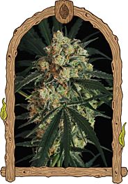 Exotic Seed Triple A Auto Feminized