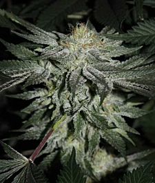 Gage Green Seeds Above and Beyond Regular