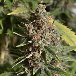 British Columbia  Seeds CO AKBC Feminized