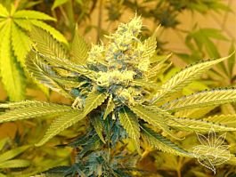 Homegrown Fantaseeds A.C. Diesel Regular