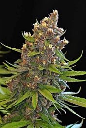 TGA SubCool Genetics Ace of Spades Regular