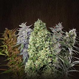 Lowlife Seeds Automatic Mixed Pack Regular