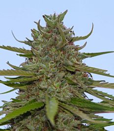 Paradise Seeds Acid Feminised