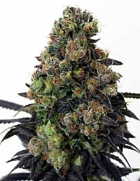 Ripper Seeds Acid Dough Feminized