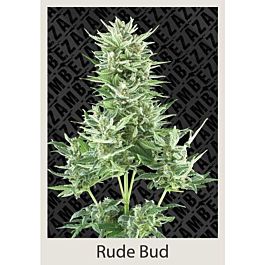 ZAMBEZA Seeds Rude Bud Auto Feminized