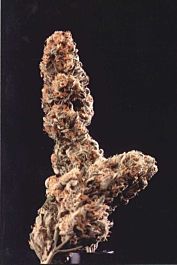 KC Brains Afghani Special Regular