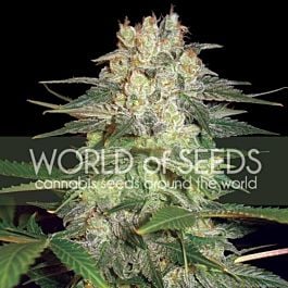 World of Seeds Afghan Kush Ryder Auto Feminized