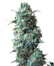 White Label Afghan Kush Regular