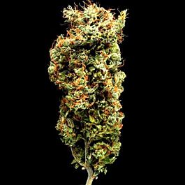 Delta 9 Labs Afghani Mazar I Sharif Regular