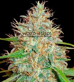 World of Seeds Afghan Kush x Skunk Feminized