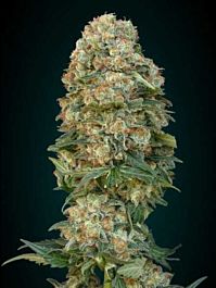 Advanced Seed Banks Feminized Collection #1