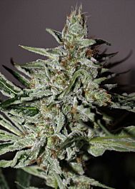 Rare Dankness Seeds Afghan Ghost Regular