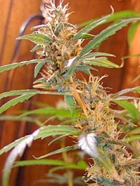 Mr Nice Seedbank Afghan Haze Regular