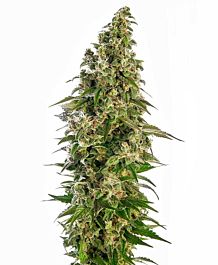 Sensi Seeds Afghani #1 Auto Feminised