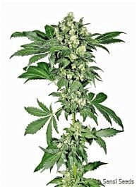 Sensi Seeds Afghani #1 Feminized