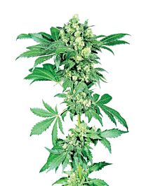 Sensi Seeds Afghani #1 Regular