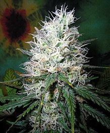 British Columbia  Seeds CO Afghani Dream AUTO Feminized