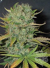 Homegrown Fantaseeds Afghani Feminized