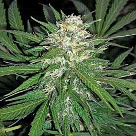 Jordan Of The Islands God's Afghani Feminized