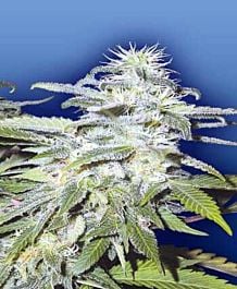 Flying Dutchmen Afghanica Regular