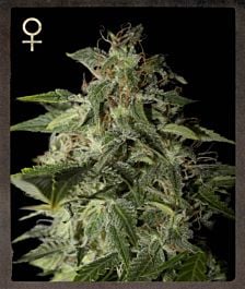Strain Hunters Afgooey Feminized