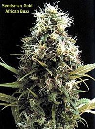 Seedsman African Buzz Regular