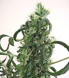 Afropips Regular Seeds Sangoma Regular