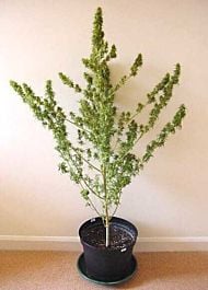 Afropips Regular Seeds Malawi Mini Regular