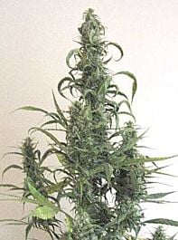 Afropips Regular Seeds Nigerian x Afghan Regular