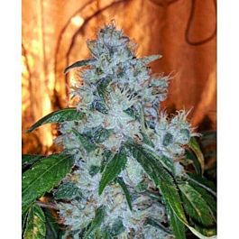 Karma Genetics AG13 Haze X Biker LTD Regular