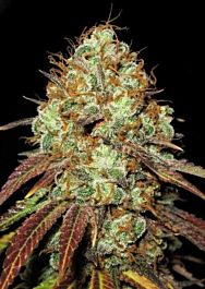 Ultra Genetics Seed Company AK Confidential Regular