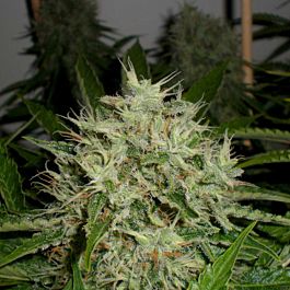 Green Label AK Widow 47 Feminized