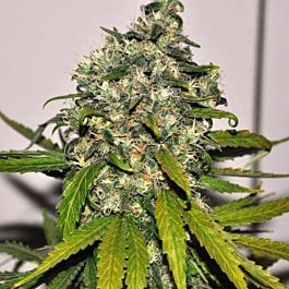 Nirvana Seeds AK-48 Auto Feminized