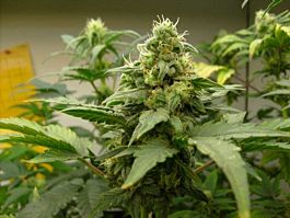 Lowlife Seeds Automatic AK74 x Auto NY City Diesel Regular