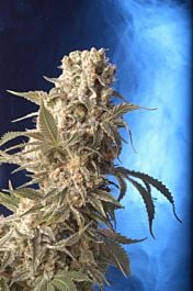 Serious Seeds AK47 Feminised